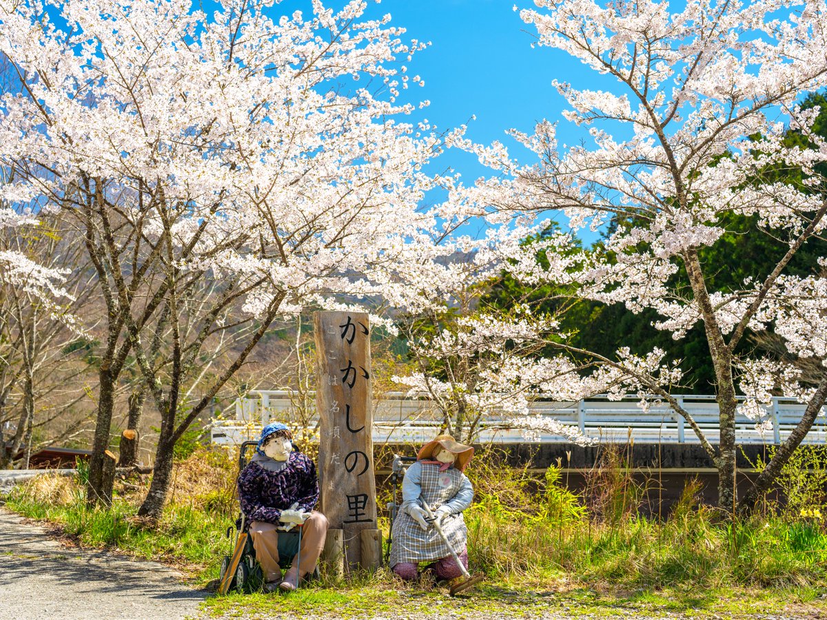 hay4te_s7's tweet photo. かかしの里で桜が満開です🌸 https://t.co/ybqzZc4YwL