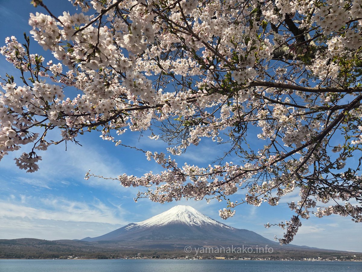 おはよう富士山 2 山中湖畔沿いに咲く桜も見頃となりました。 #富士山