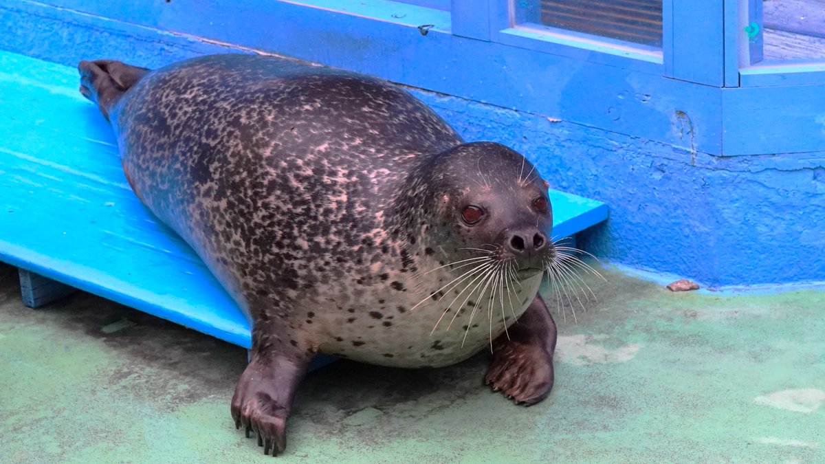 SaibaLucks,LLC/サイバラックス tweet media