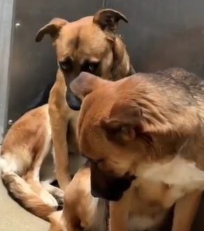 QuietSpirit 🐕 tweet media