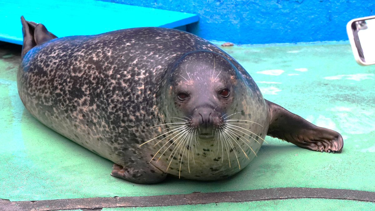 SaibaLucks,LLC/サイバラックス tweet media