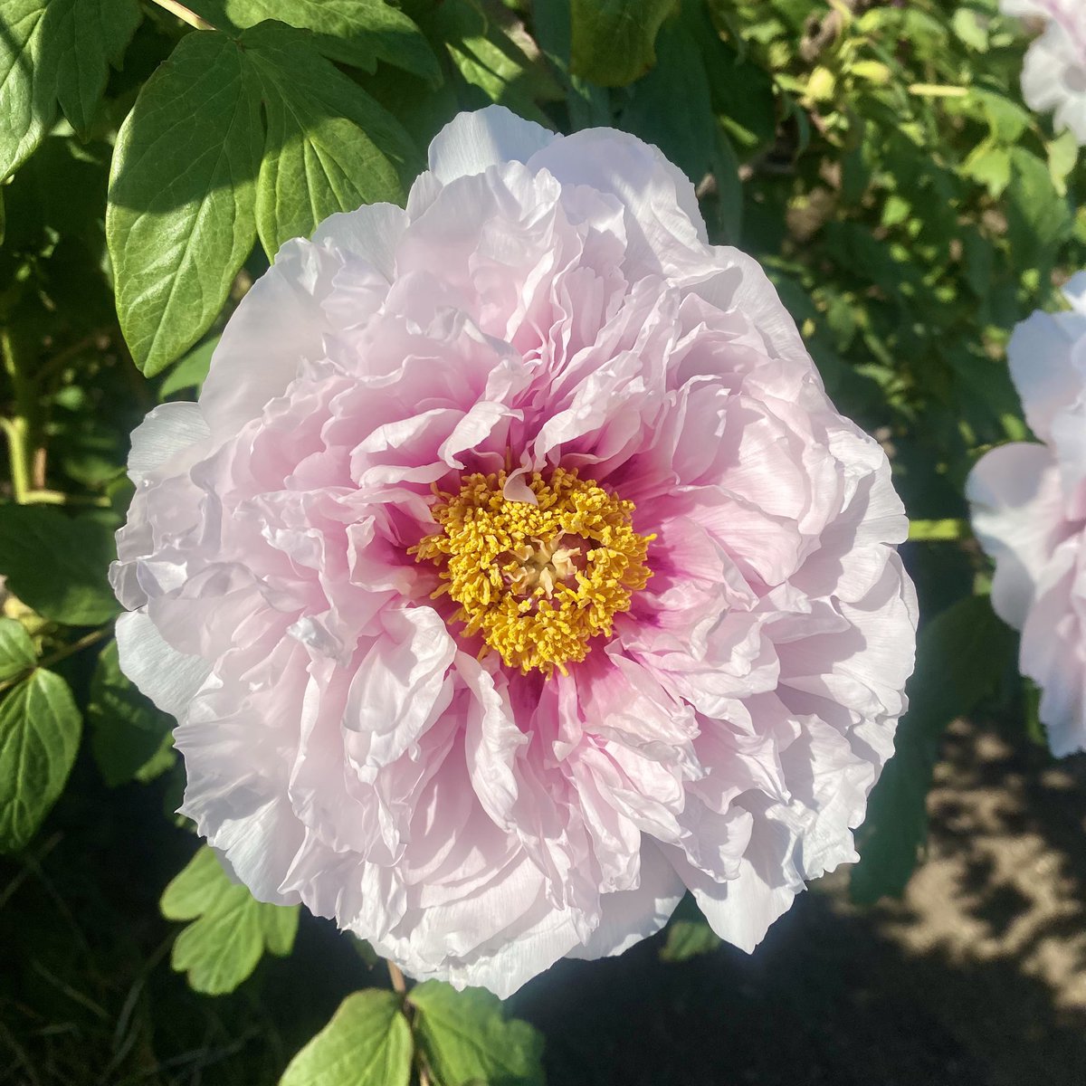 colorfulstaff's tweet image. おはようございます☀︎

今週もよろしくお願いします٩(๑´3｀๑)۶

#カラフル な一日を🌈

昨日観た牡丹₊˚⊹ᰔ

#COLORful