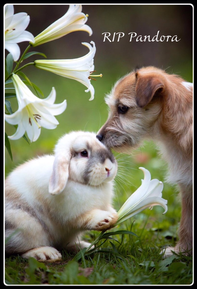 Burrow43's tweet image. Rest in peace Pandora, we send love to your family 🌈💜 #ZSHQ