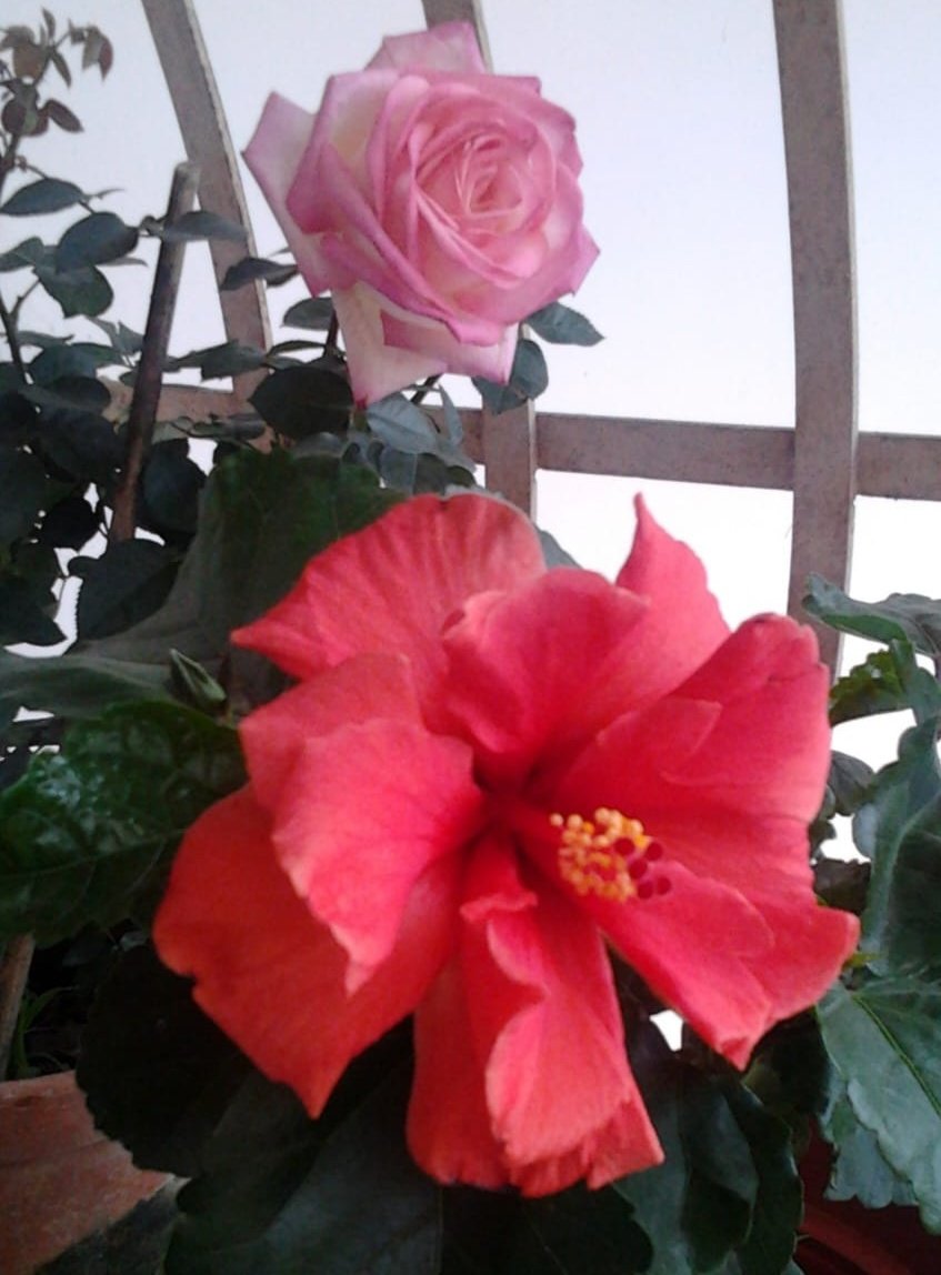 Skmurari's tweet photo. Two beauties together in a frame. My love for both of them.... #GoodMorning
#BeautifulMonday #Rose #Hibiscus https://t.co/PlX4KGwNPr
