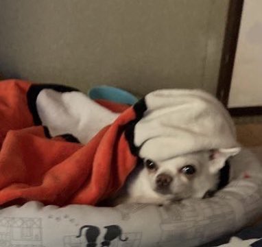 ユッキ〜未来&りんね&てんせい&巡ママ tweet media