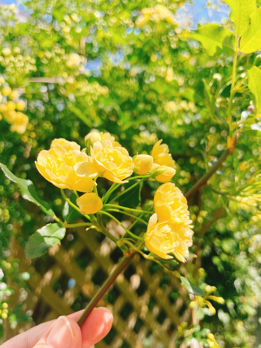 みのり tweet media