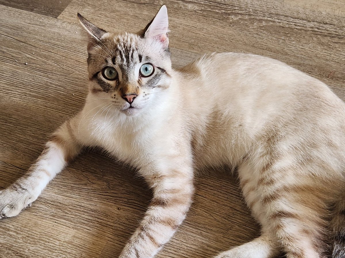 lentil & bowser 🩶 walter & bonkers 🌈 tweet media