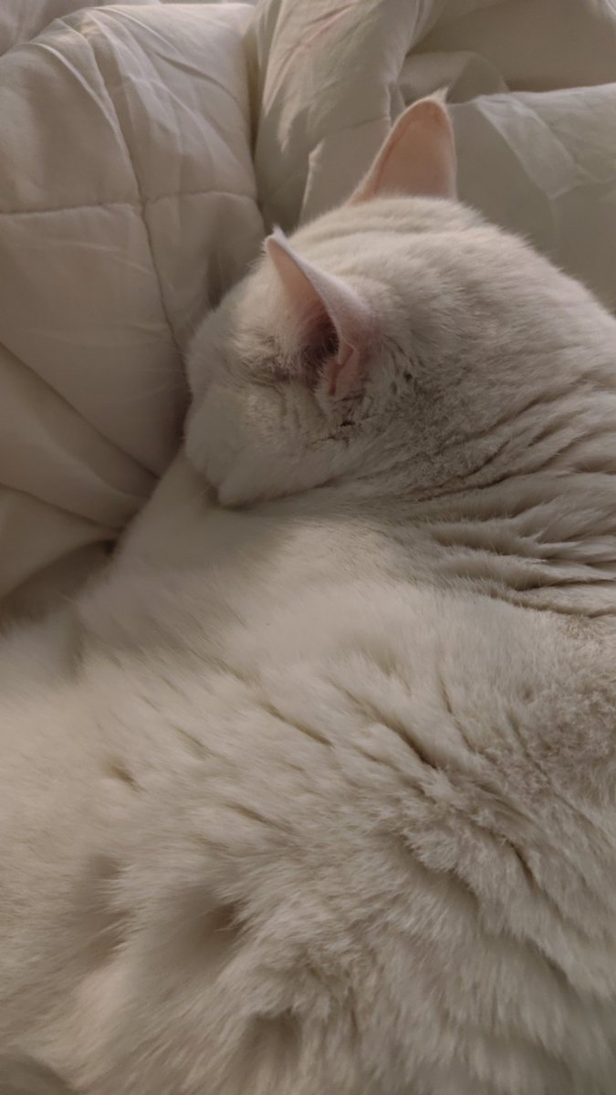 im illya trust tweet media