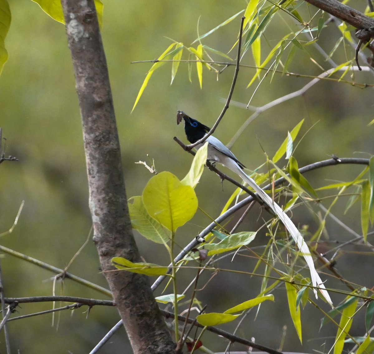 mit_sood's tweet image. #2211 Indian Paradise Flycatcher

Well caught!! 

#dailypic #IndiAves #TwitterNatureCommunity #birdwatching #ThePhotoHour