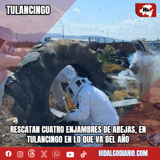 Rescatan cuatro enjambres de abejas, en Tulancingo en lo que va del año hidalgodiario.com/2026/04/12/res…