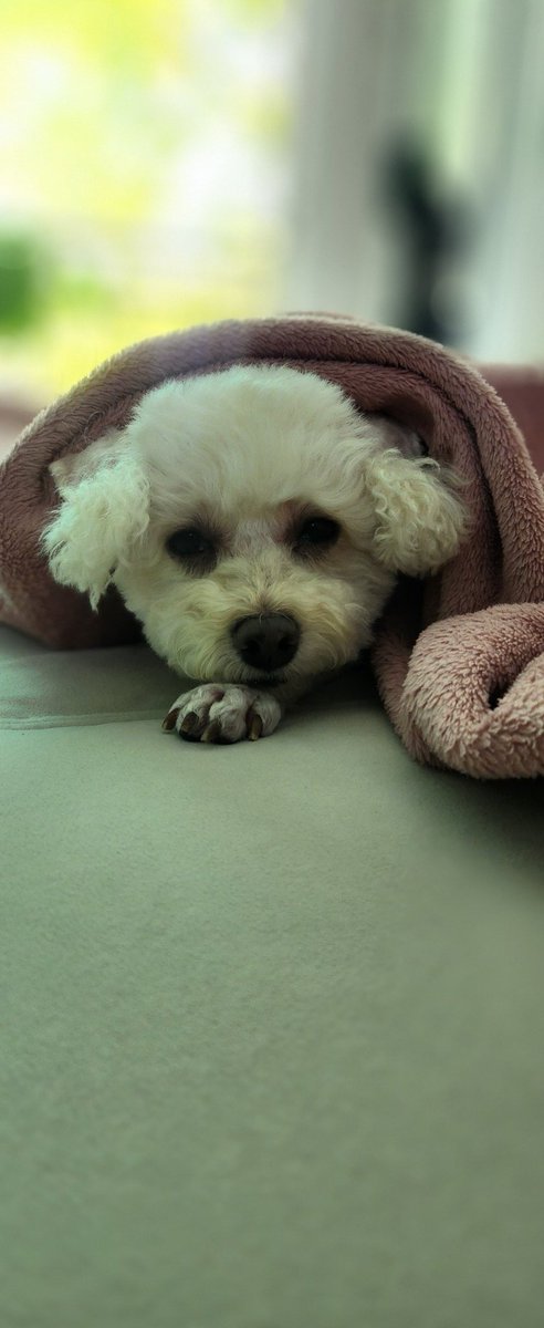 sunny🐶☕️⚘️ tweet media