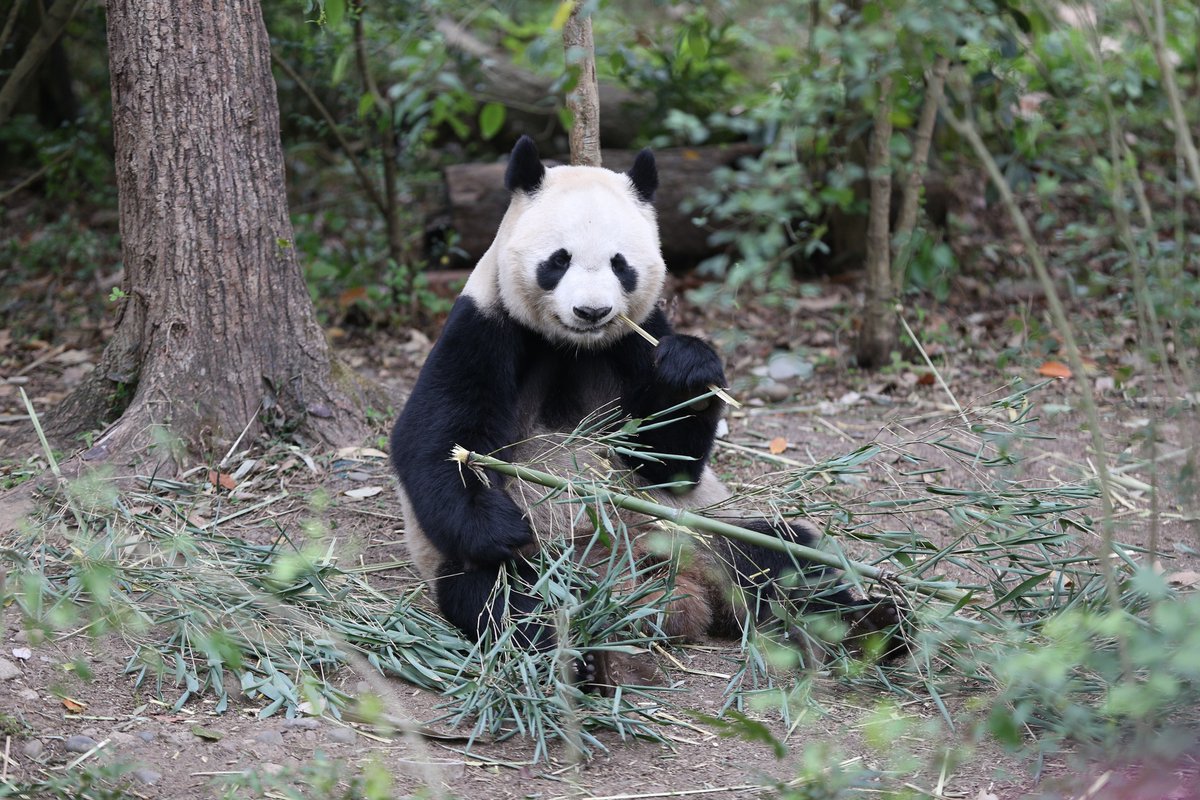 月亭ペン太 tweet media