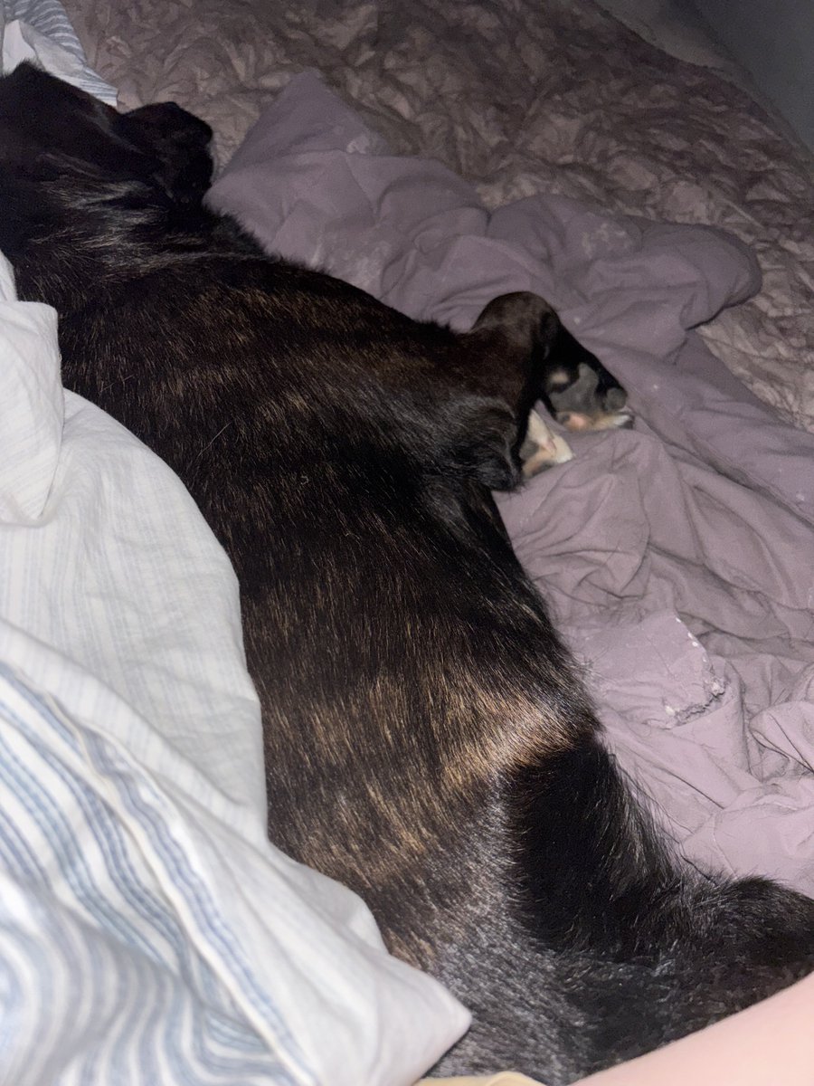 Greg RN, Democrat, 78% ☘️ tweet media