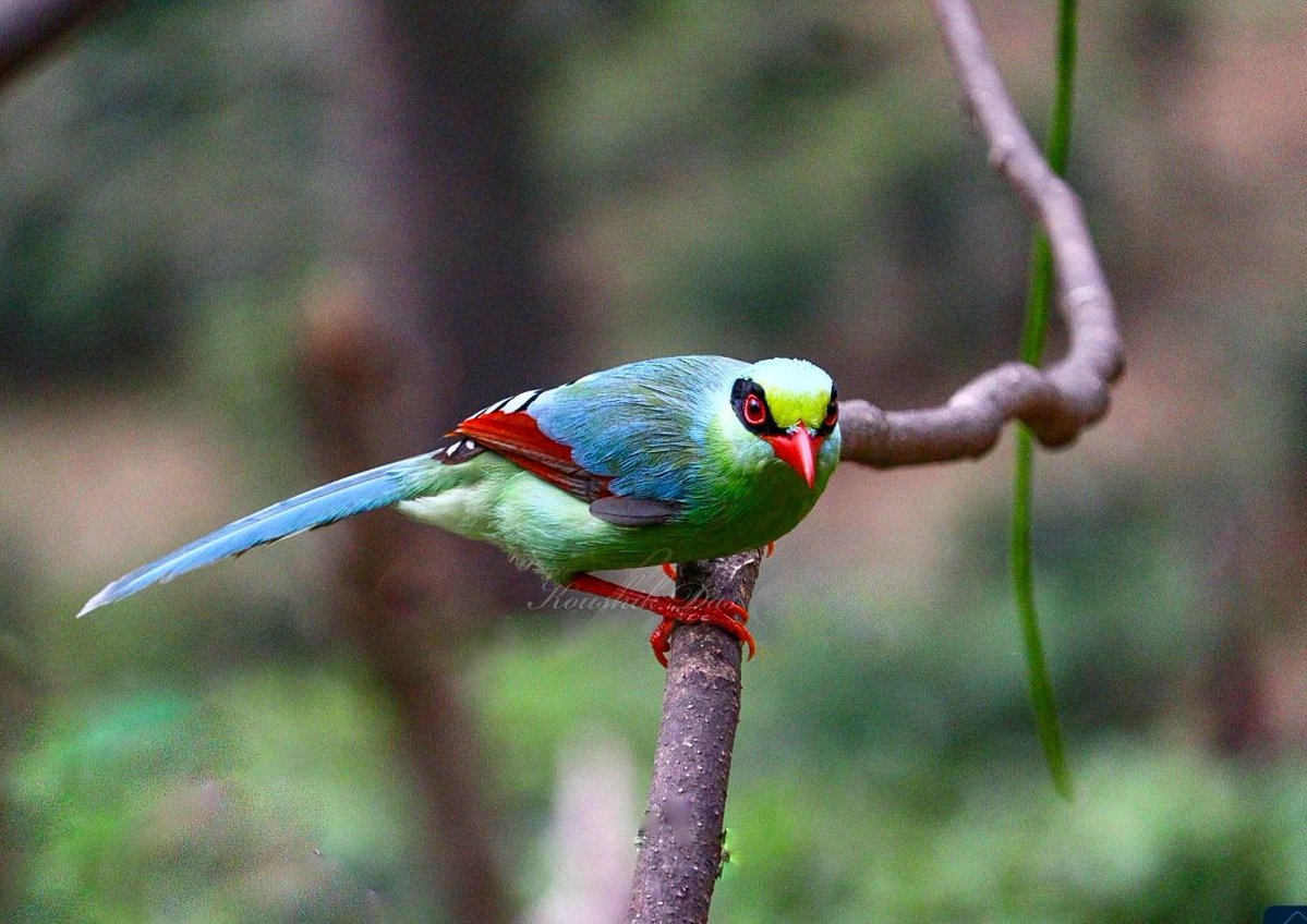 koushikdas47's tweet image. Common green magpie in a cloudy morning #IndiAves #photography