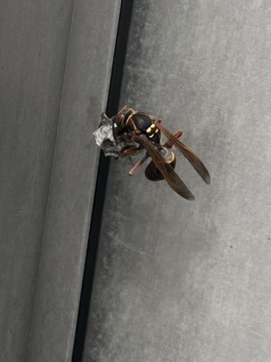 市原 紬希 tweet media