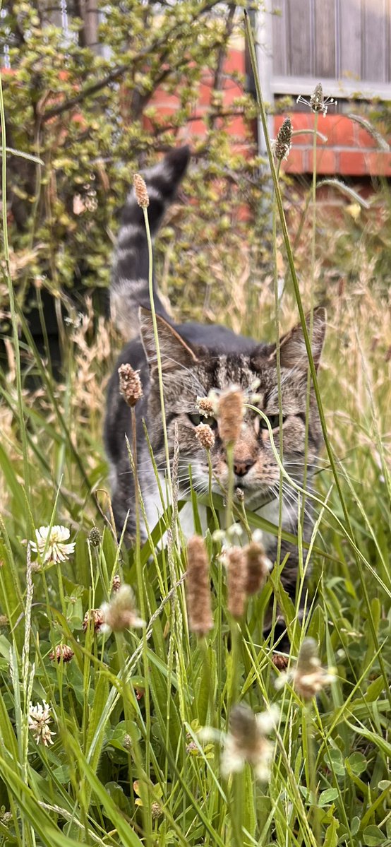 Badking mwahaha tweet media