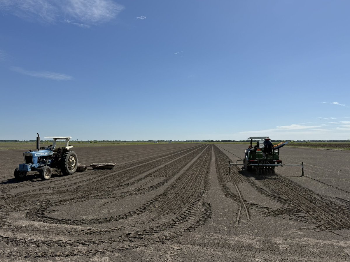 Gurjeet_AgSci's tweet photo. #ResearchUpdate2026 ๐บ๐ธ
#RiceTeam On April 8, 2026, planted #anthocyaninpurplerice trial @bel_agrilife @txresearch @AgriLife
Next day flushed then drained the field.
Always thankful to our #RiceTeam for their dedication.
#RiceBreeding #PlantBreeding https://t.co/p0h7dsUMI0