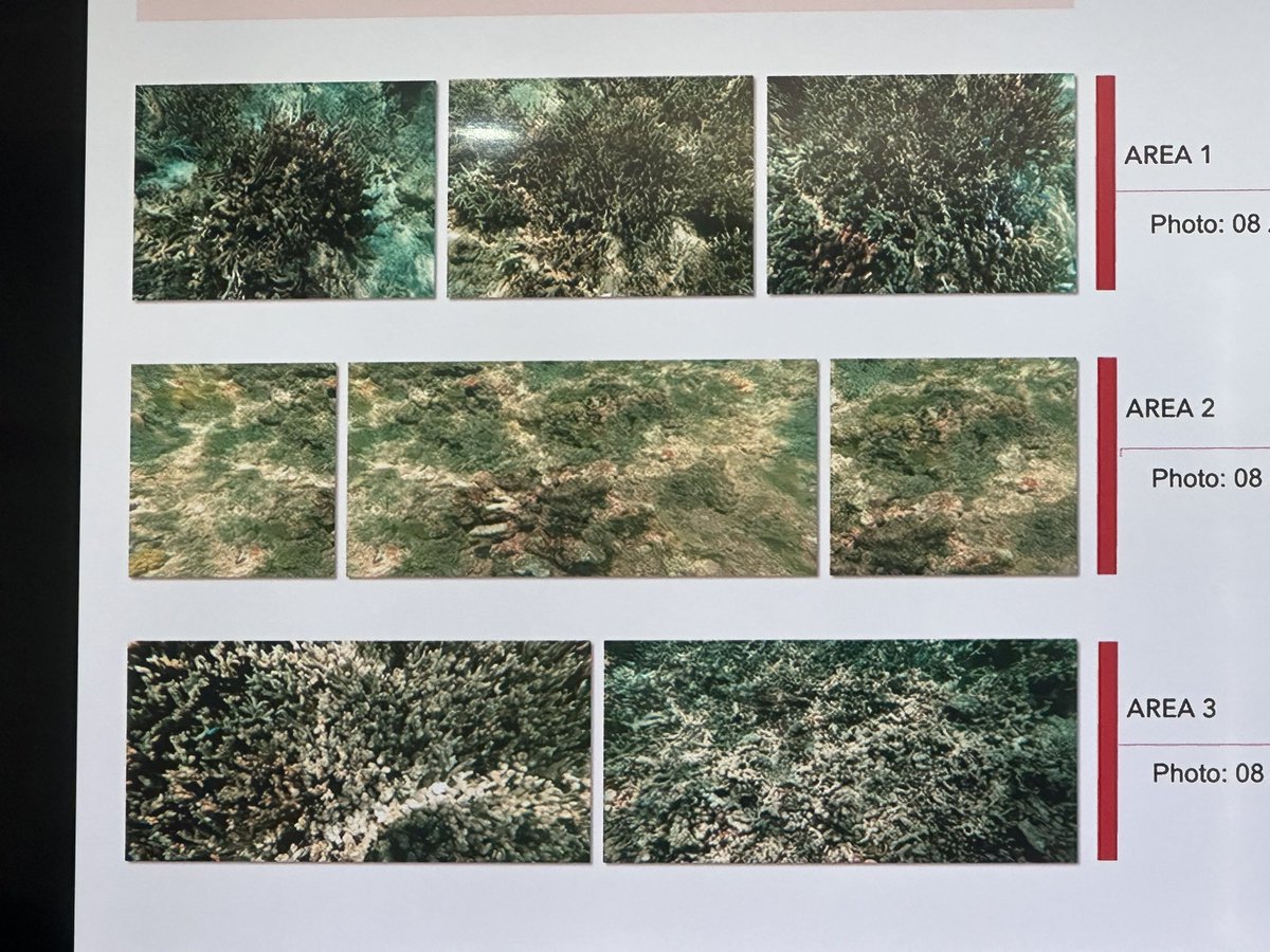 Chino Gaston tweet media