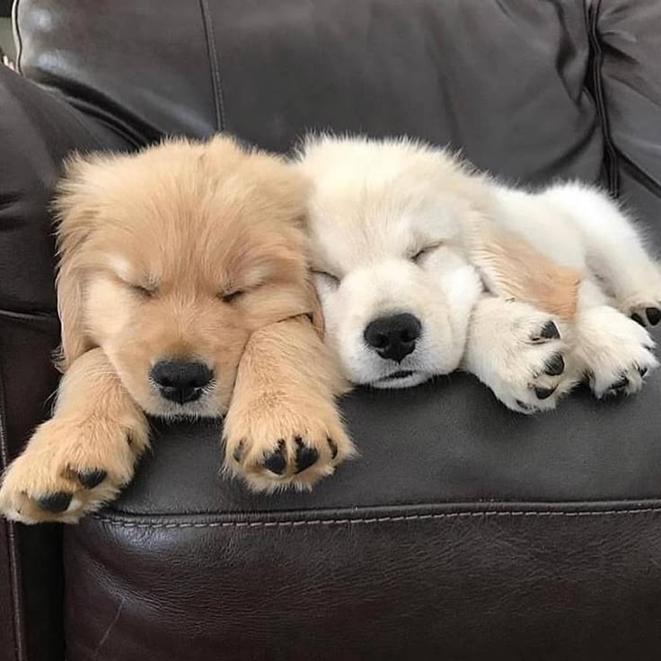 Doglover tweet media