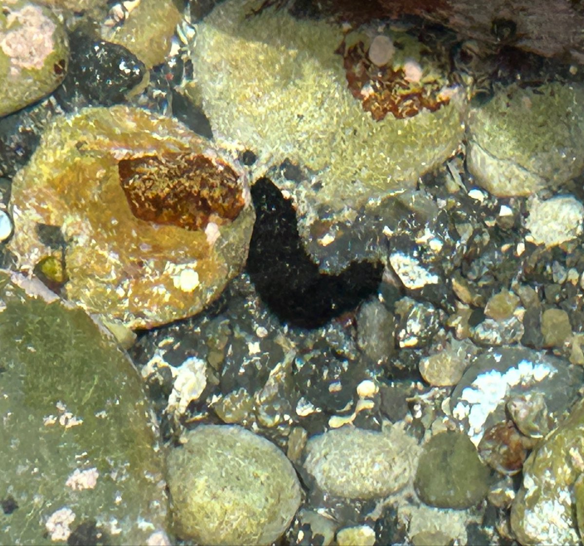 ふわわ ちゎ@Vtuber白いタヌキ tweet media