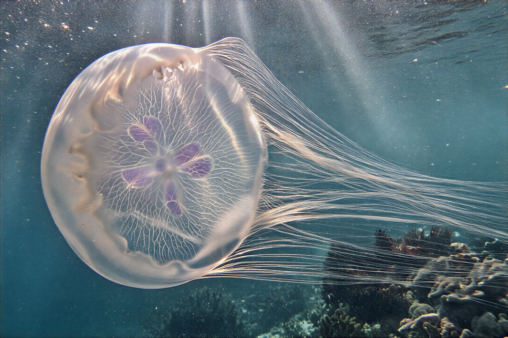 Imagem que terminei de fazer de uma Moon Jellyfish.  Z-image base + Z-image Turbo. Sem loras. T2I.