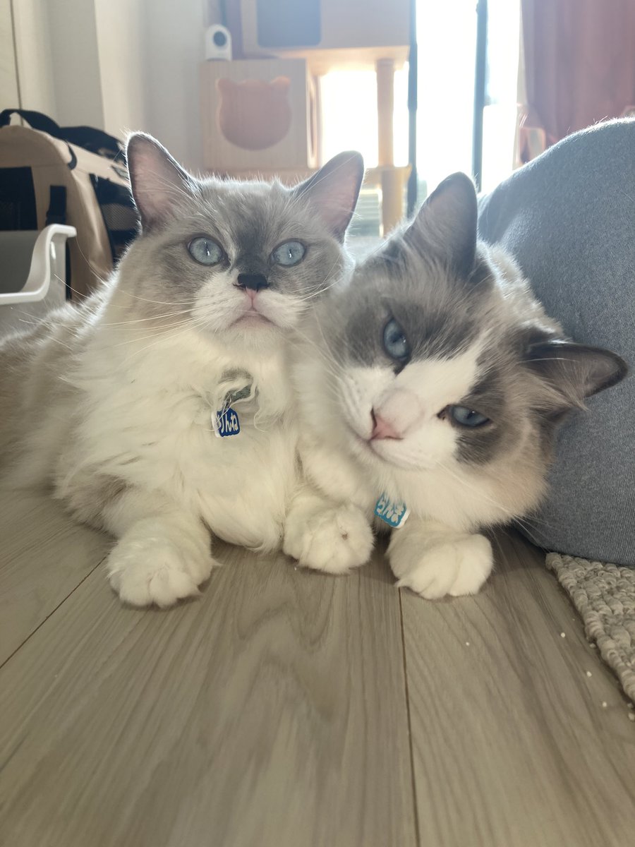 mofuroom_jp's tweet image. 最高のツーショットが撮れました🙌🏻❤️

#猫 #cat #ragdoll #ラグドール