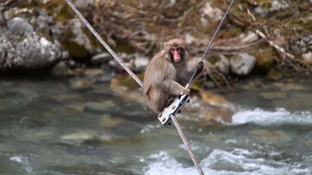 白山白川郷ホワイトロード【公式】 tweet media