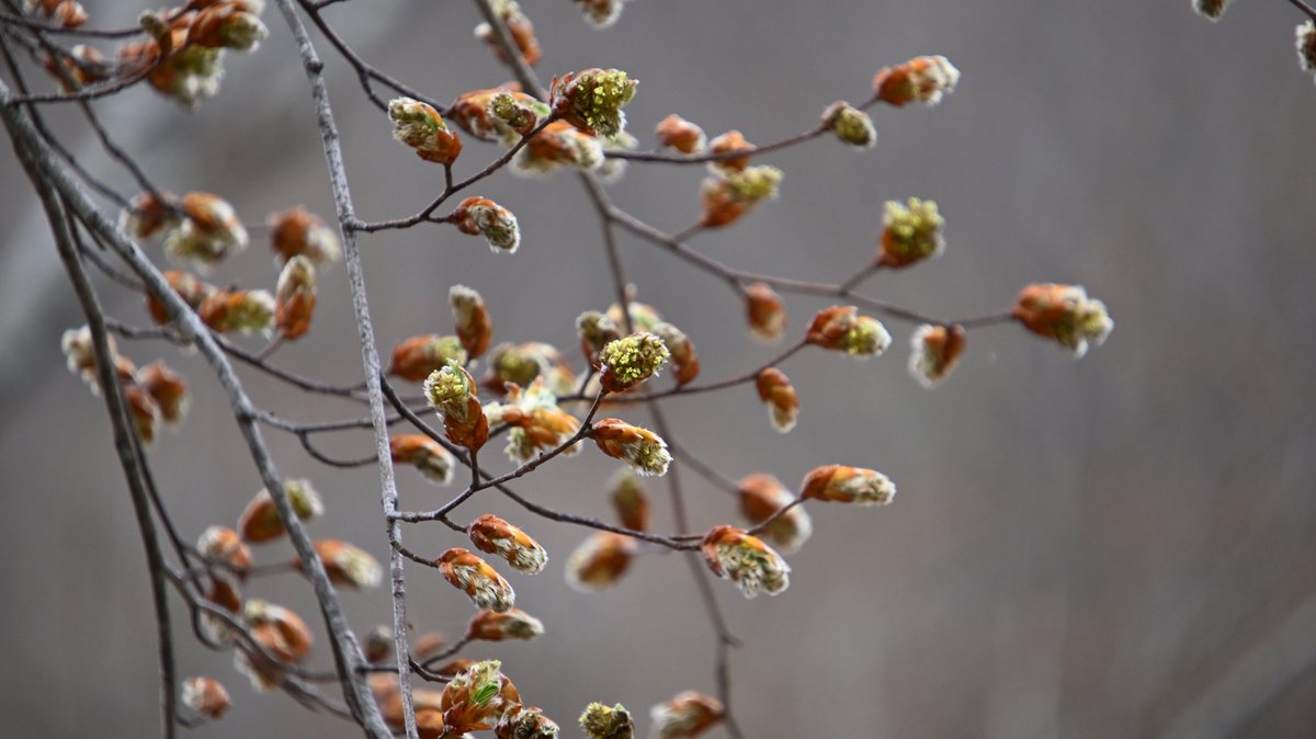 白山白川郷ホワイトロード【公式】 tweet media