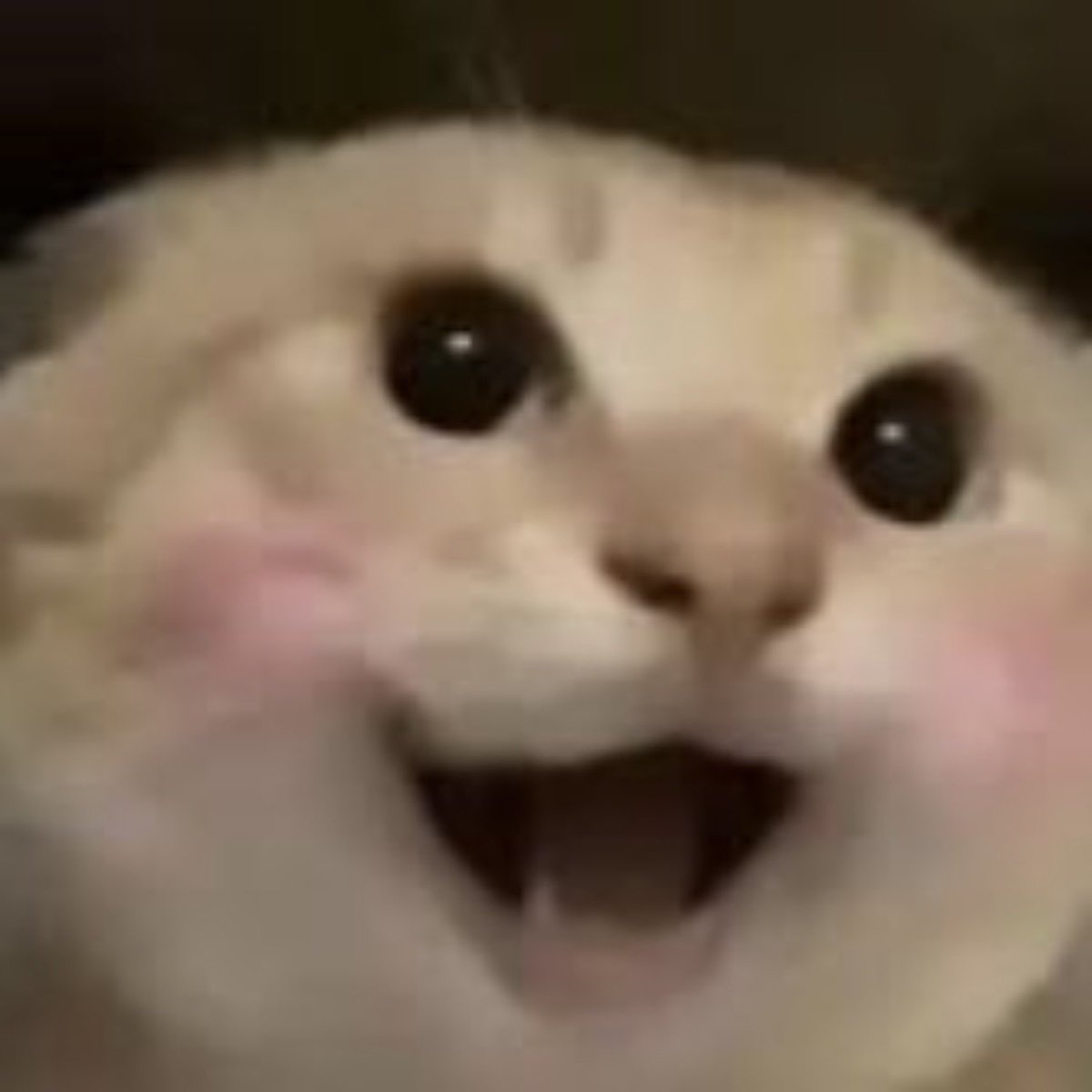 Barron 🐺 tweet media