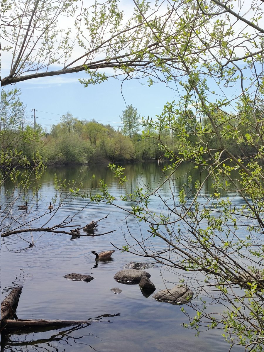 AmandaNicole487's tweet image. Visited #SalishPondWetlands 📍 Fairview, OR yesterday. Lovely little walk just off the freeway. #NatureBeautiful #NaturePhotography #ClimateActionNow