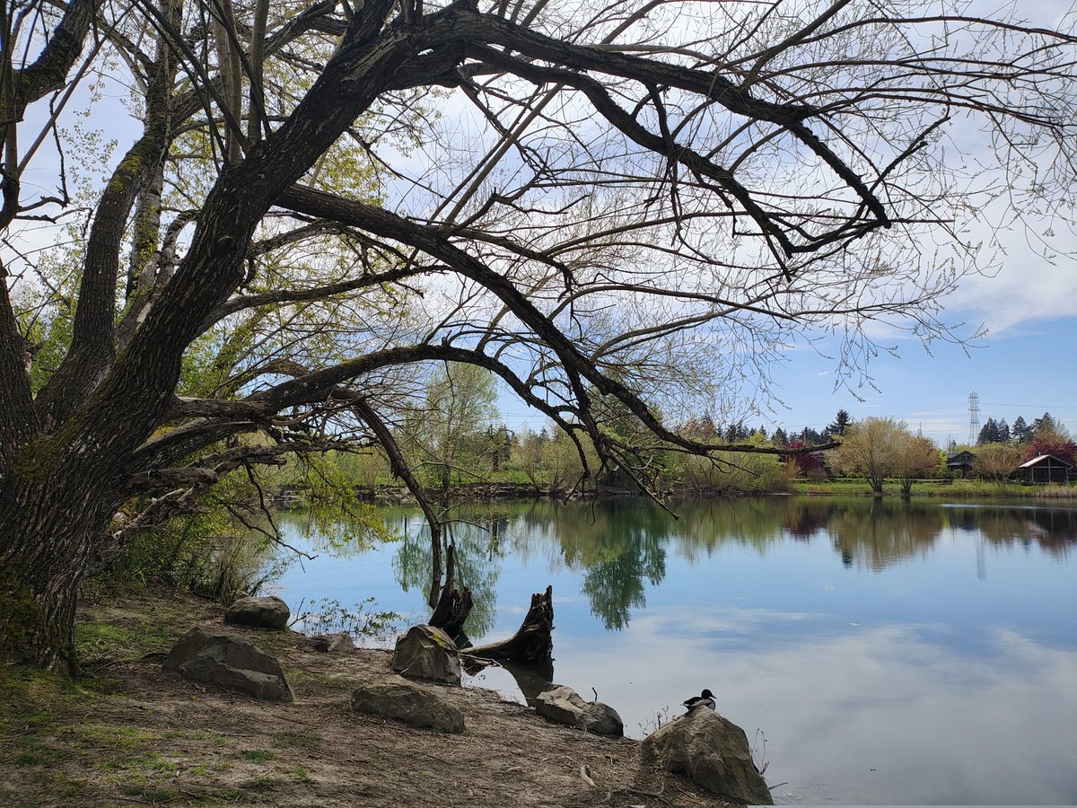 AmandaNicole487's tweet image. Visited #SalishPondWetlands 📍 Fairview, OR yesterday. Lovely little walk just off the freeway. #NatureBeautiful #NaturePhotography #ClimateActionNow