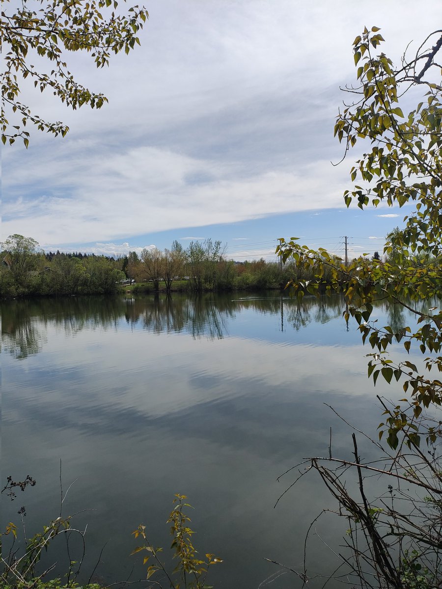 AmandaNicole487's tweet image. Visited #SalishPondWetlands 📍 Fairview, OR yesterday. Lovely little walk just off the freeway. #NatureBeautiful #NaturePhotography #ClimateActionNow