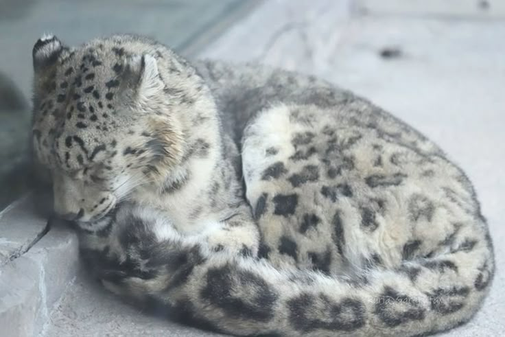 Ajax ⚣ tweet media