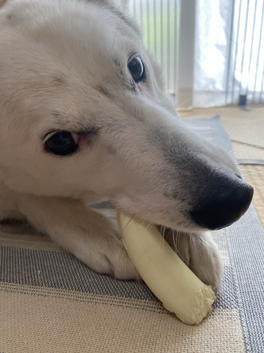 力工ルちゃん犬を飼う（猿） tweet media