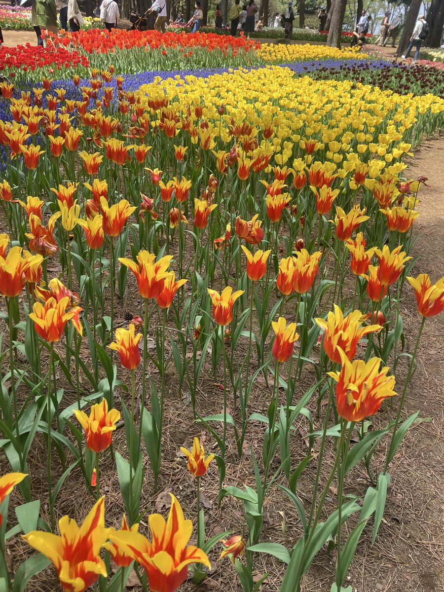 関美能留 tweet media