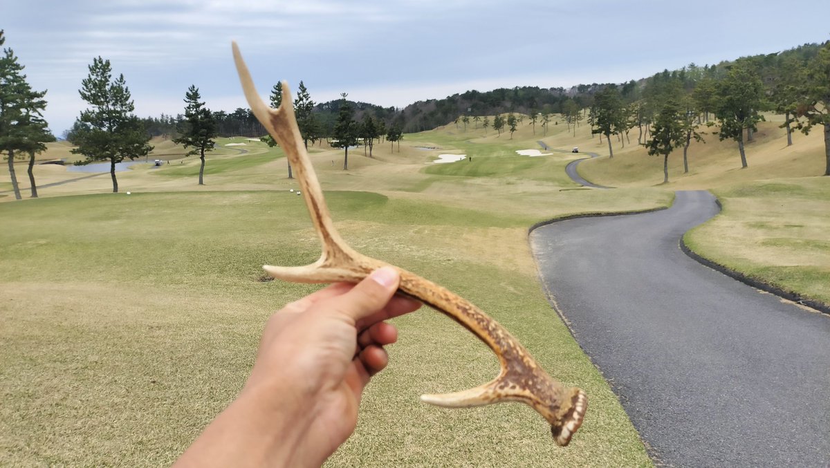 minamigolf's tweet photo. タラオカントリー来たら、鹿の角拾ったww https://t.co/eQhGzeB9E9