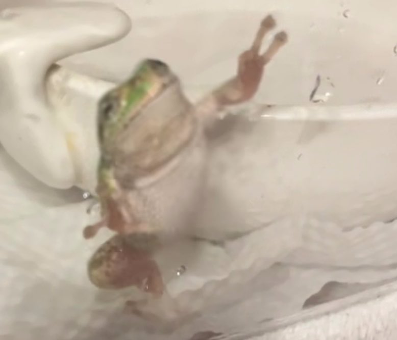 さかなーなだゥー tweet media