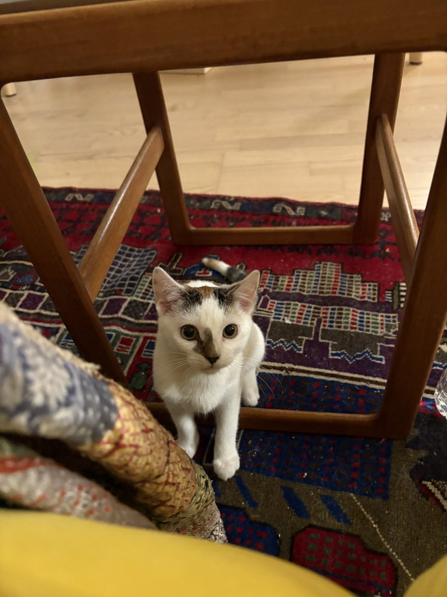 A.V. Marraccini tweet media