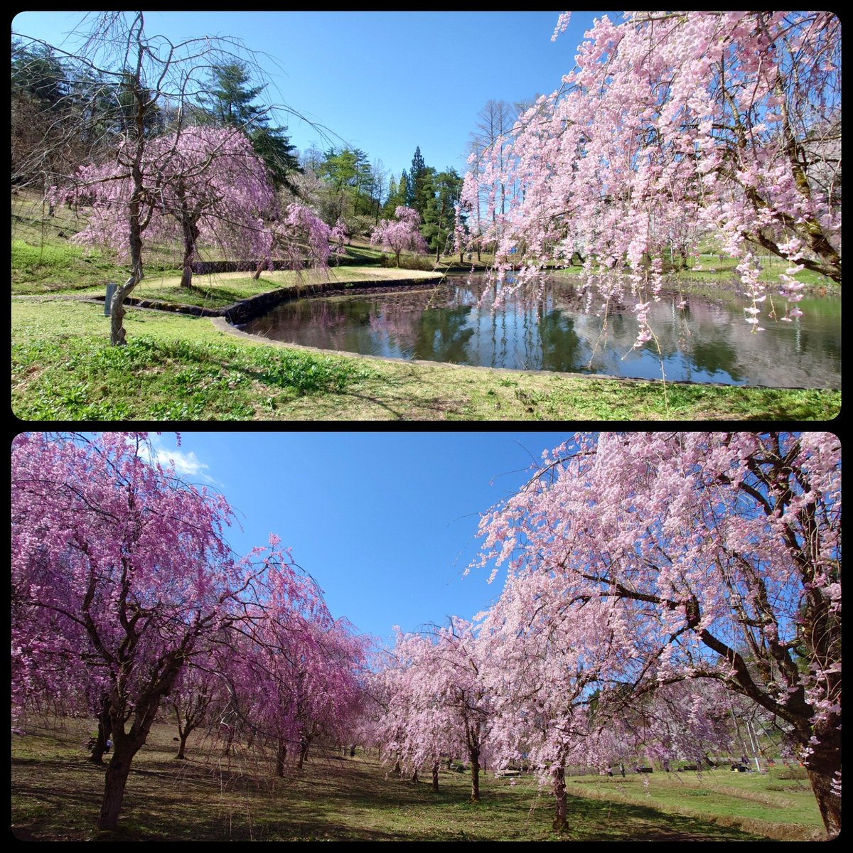 このず tweet media