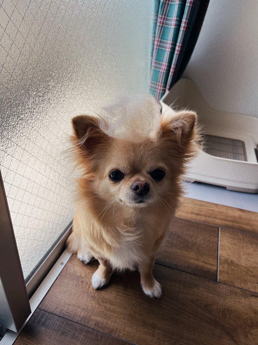 inoru_kun's tweet photo. もふもふを頭に乗せることに成功 https://t.co/Qxsyb2kjOW