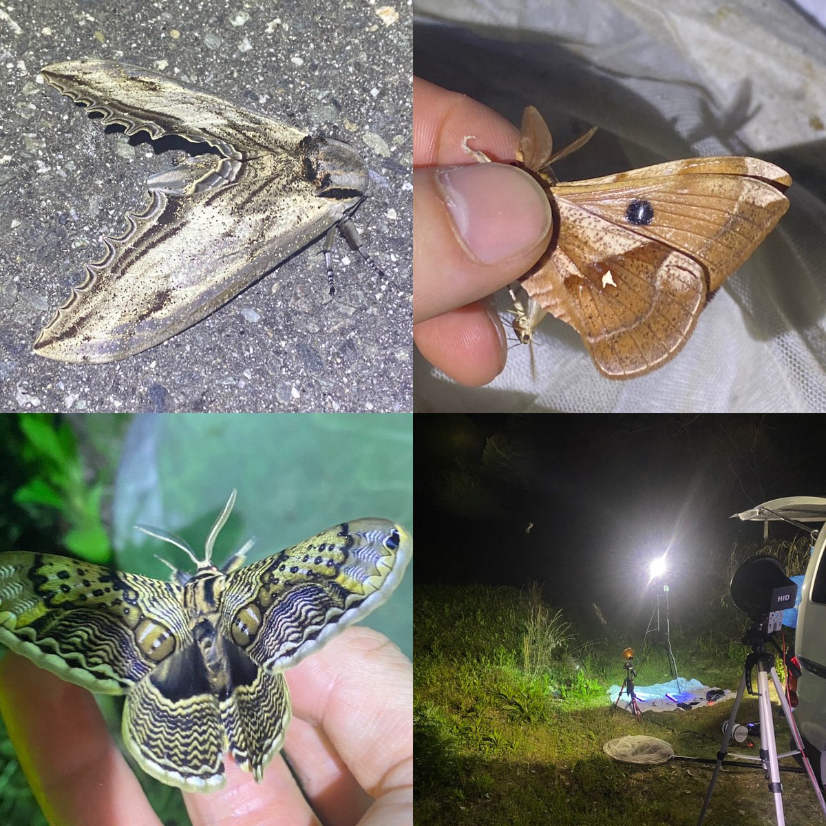 6年ぶりくらいに南信へ

春の三大蛾が一同に来たのは勿論、なかなか縁の無かったオオシモフリ♀が得られたのが嬉しい