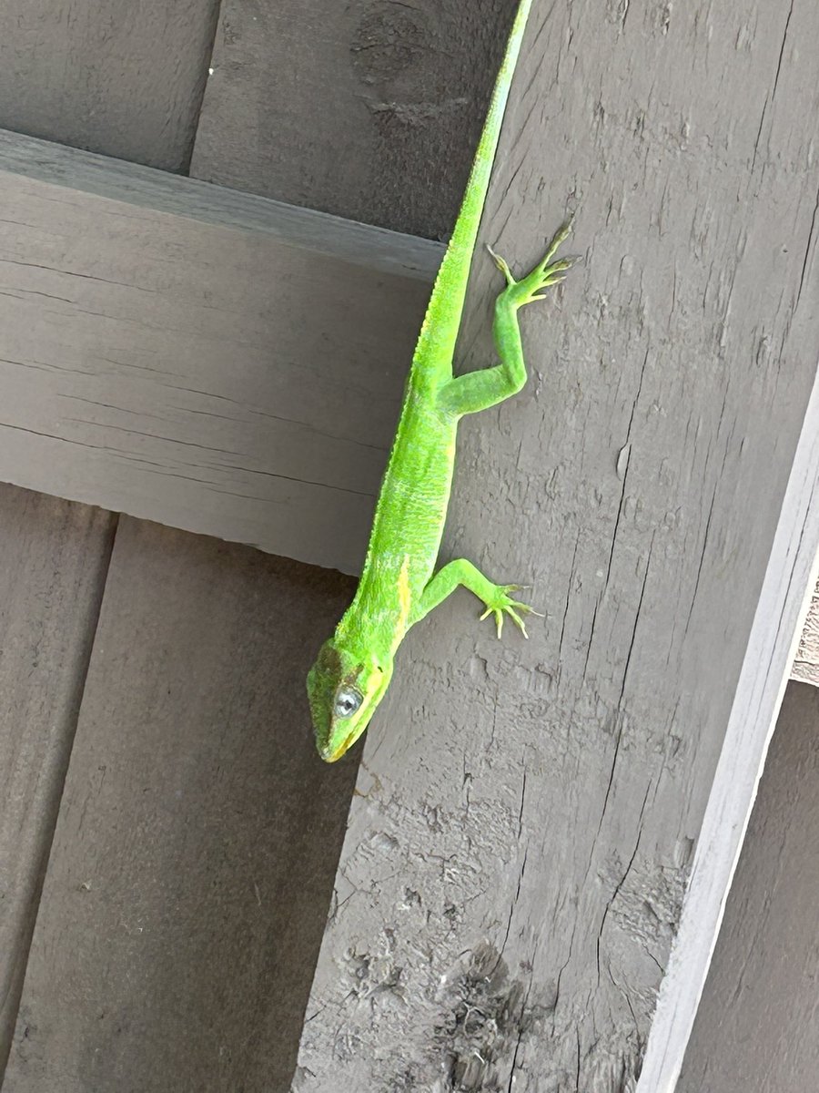 Vosco, Count of Morón tweet media