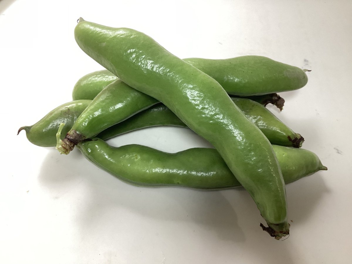そら豆初収穫！まだ完全に熟してはないっぽいけど、立派立派
今年は4月頭の大雨と強風で茎が倒れてそれ以降不安なので、早めに取っちゃいたい