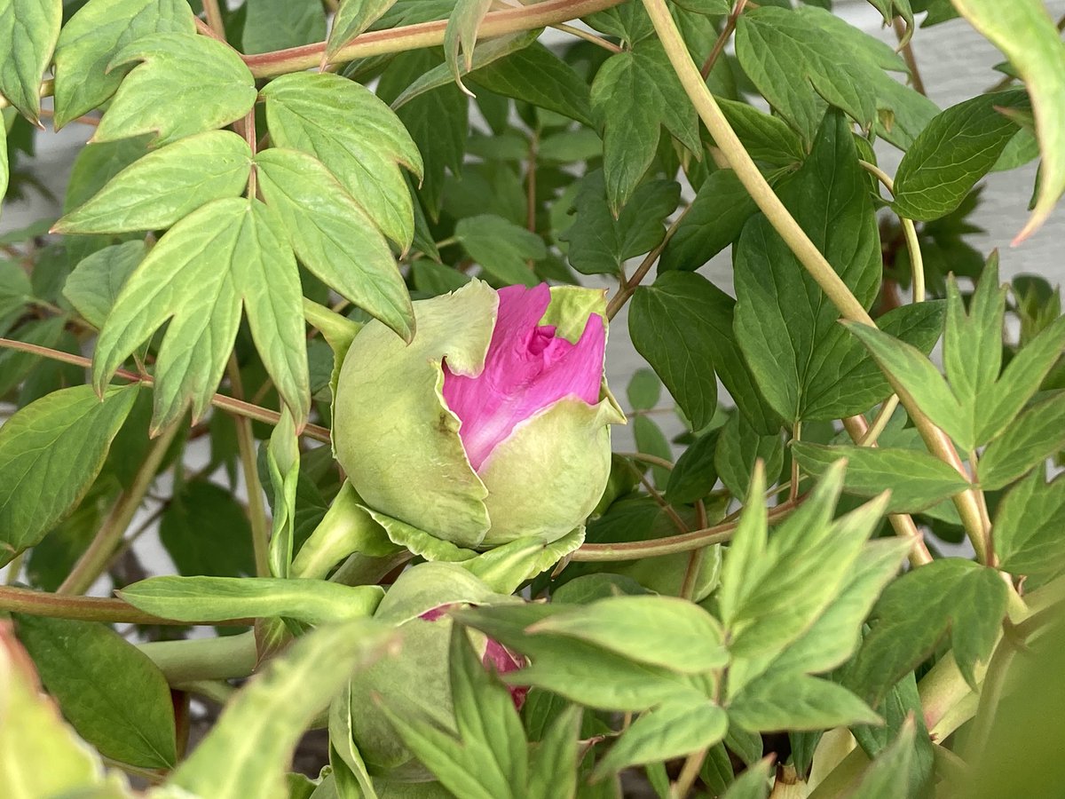 逢沢雨月 tweet media