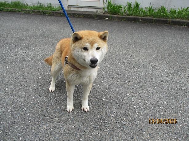 家族を待っている子がいます。

福岡県動物愛護センター
No.D2107柴犬

詳細👉 zaidan-fukuoka-douai.or.jp/animals/protec…
RT・拡散お願いします🙏

#保護犬 #里親募集 #殺処分ゼロ #拡散希望 #福岡
