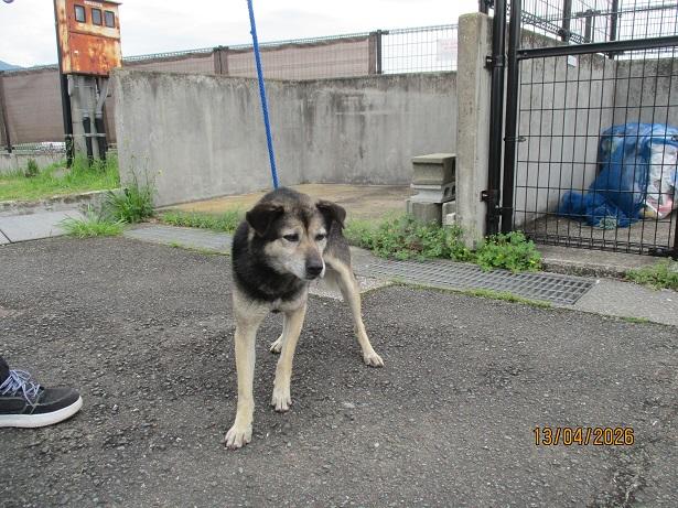 家族を待っている子がいます。

福岡県動物愛護センター
No.D2106雑種

詳細👉 zaidan-fukuoka-douai.or.jp/animals/protec…
RT・拡散お願いします🙏

#保護犬 #里親募集 #殺処分ゼロ #拡散希望 #福岡
