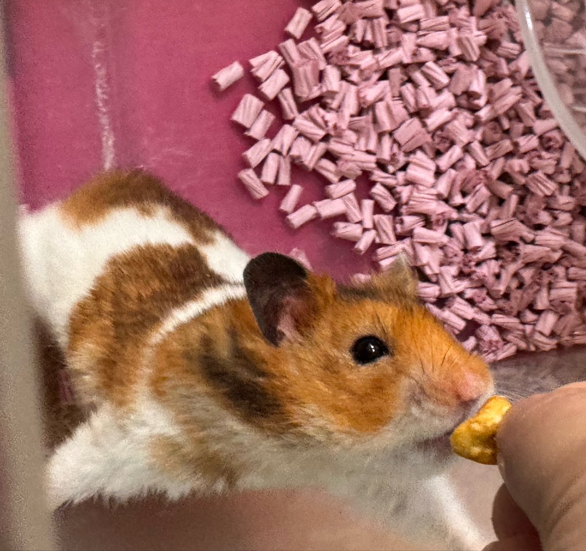 Eriko⭐︎ tweet media