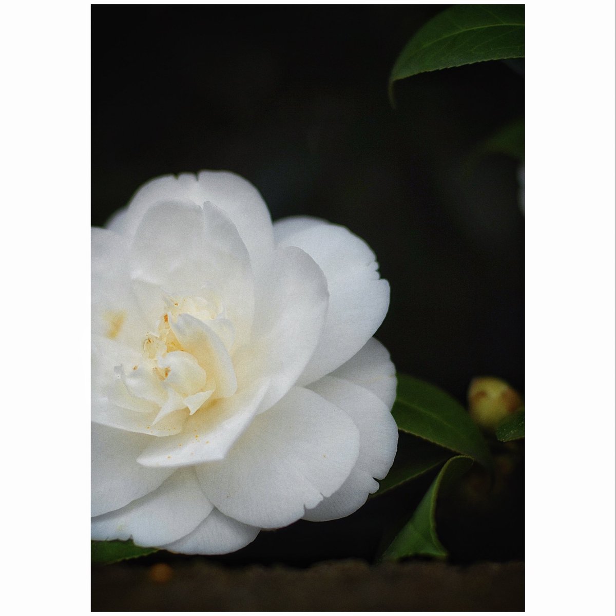 kikutaroid's tweet photo. 記録
#街歩き
#scene
#花 #flower
#植物 #plants
#路傍 #roadside
#nikon #nikond2x #d2x #f_mount
#nikkor #afnikkor #afnikkor5014d
#singlefocuslens #aflens
#lightlyretouched
#snapseedapp https://t.co/WDUnbVl034