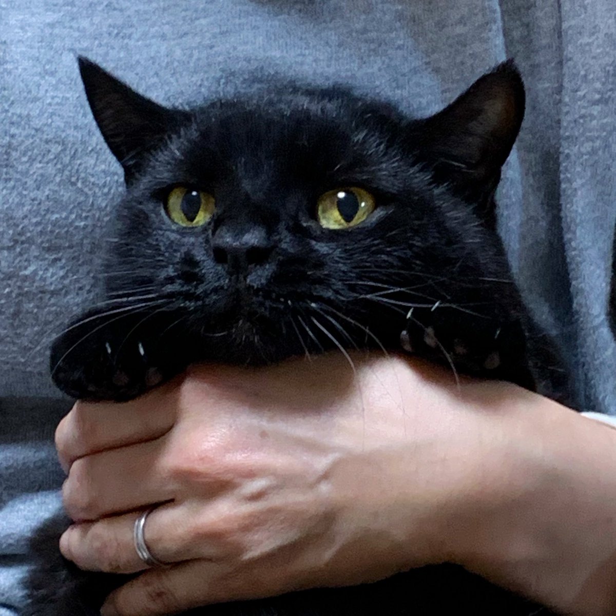 ぷらむとすもも、ときどきもも tweet media