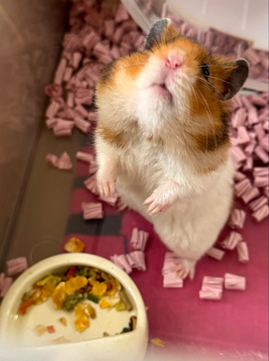 Eriko⭐︎ tweet media